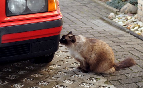 車の匂いを嗅ぐ猫