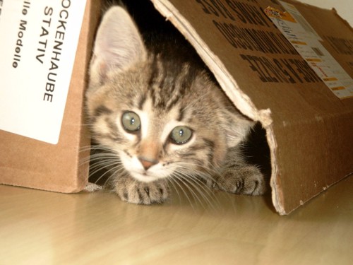 ダンボール箱に隠れる子猫