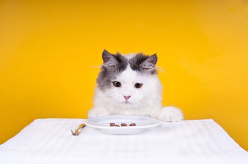 ご飯を見つめる猫