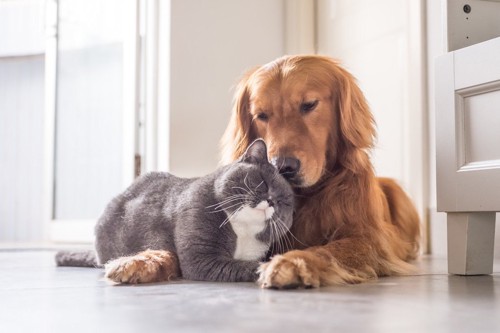 仲の良い犬と猫