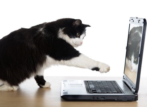 パソコンを触ろうとする猫
