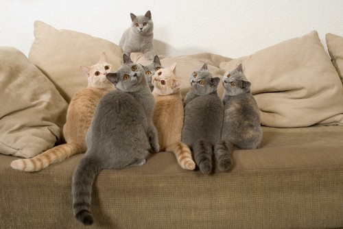 猫の集団