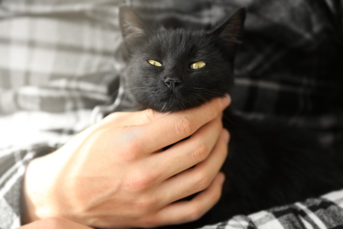 人に抱かれる黒猫