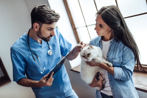 動物病院で獣医師による診察を受けている猫
