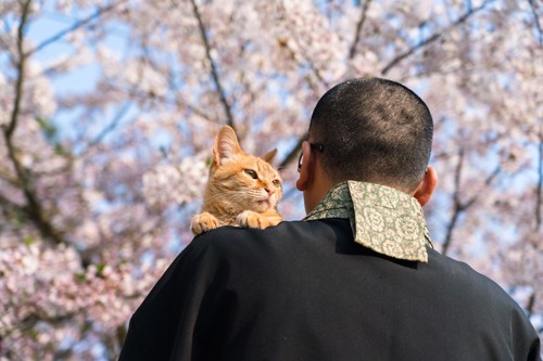 お寺の住職さんに抱かれている茶トラ猫