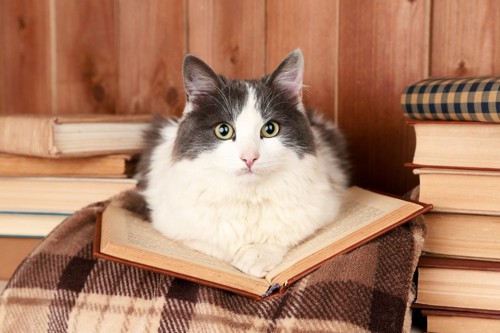 本の上に座る猫