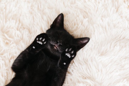 ふわふわの毛布に仰向けで眠る猫