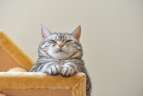 キャットタワーの上で眠っている猫