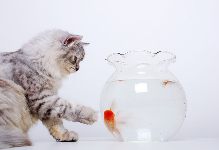 金魚鉢と猫