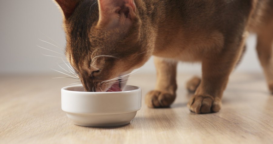 白い食器から餌を食べる猫