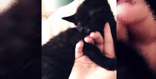 女性の手と黒い子猫