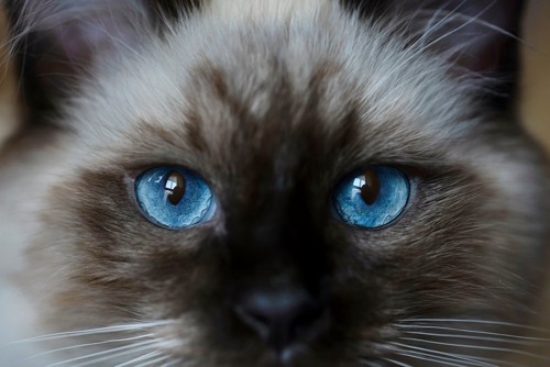 キレイな目の猫