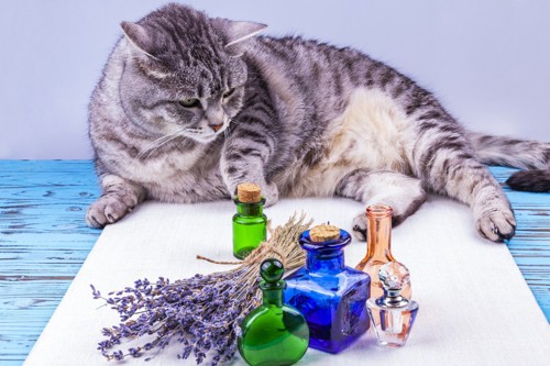 香水の瓶と猫