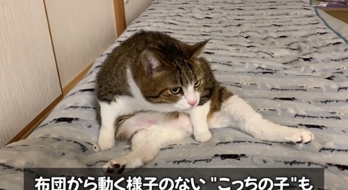 足を広げる猫