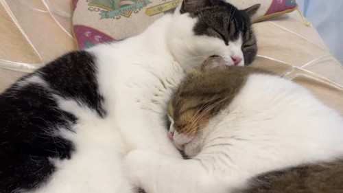 くっついて寝る2匹の猫