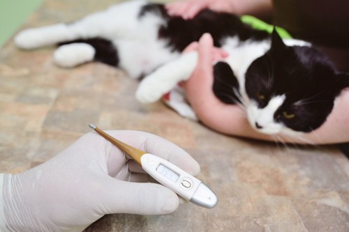 体温を測る猫