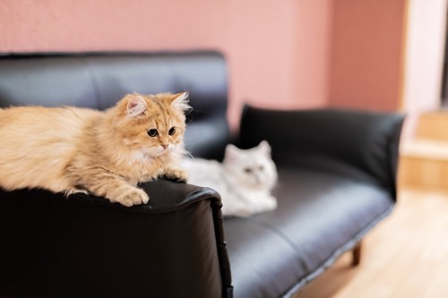 距離をあけてソファに座る猫二匹
