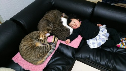 猫と女の子寝てる写真