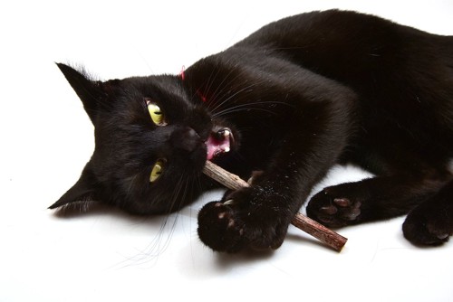 寝転んでマタタビに噛み付く黒猫