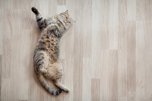 床に仰向けで寝る猫