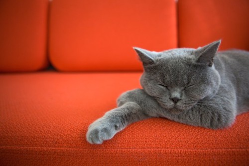 ソファーで眠るグレーの猫