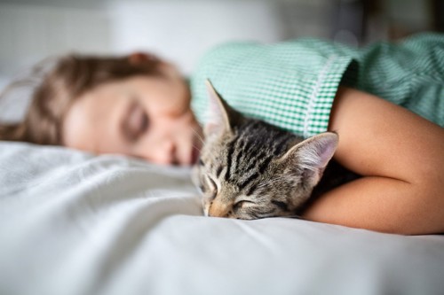 少女と一緒に寝ている猫