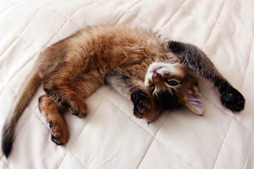 ベッドの上でお腹を見せて寝転がるソマリの子猫
