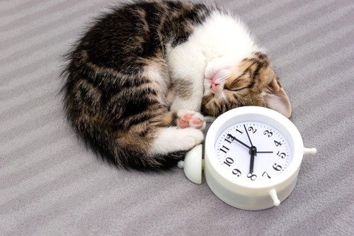 時計のそばでお腹を見せて眠る猫