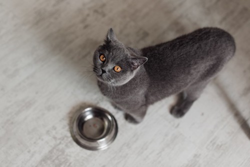 お皿の前で待つ猫