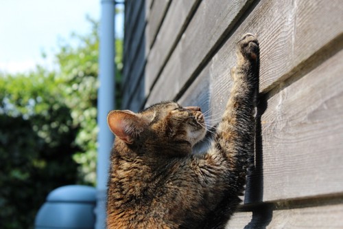 壁で爪とぎする猫