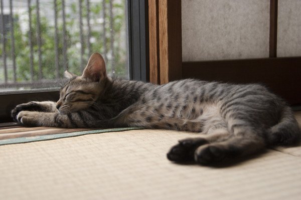 畳の上で伸びる猫