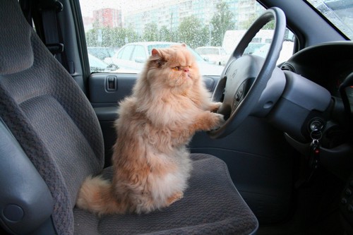車の運転席にいる猫