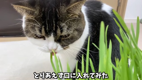 猫草を口に入れる猫