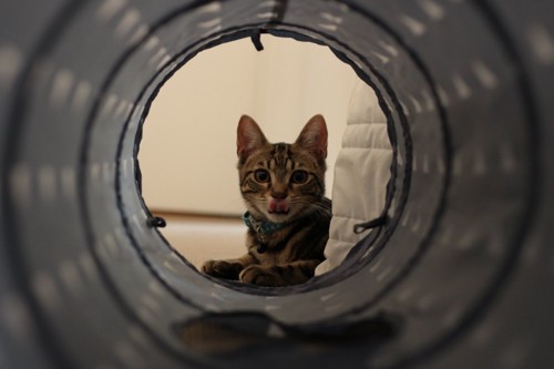 トンネルに入る猫