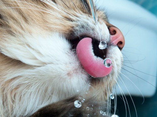 水滴をなめる猫