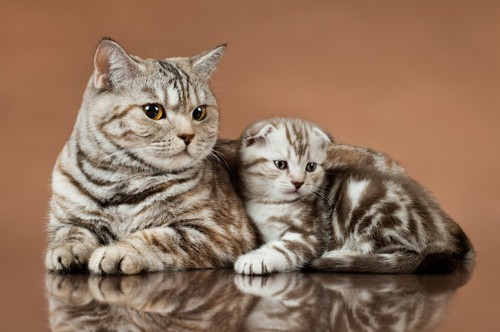 立ち耳の母猫と折れ耳の子猫