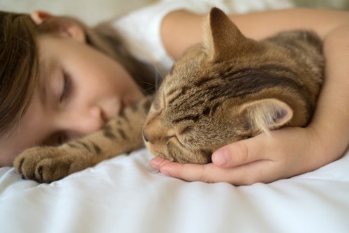 少女とベッドで寝る猫