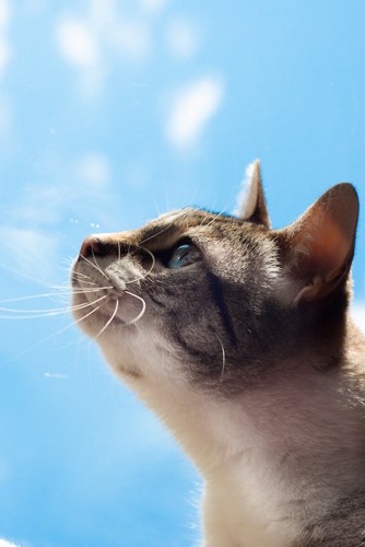 死んだ後空を見つめる猫の横顔