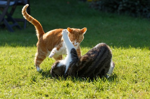 草の上で取っ組み合う2匹の猫