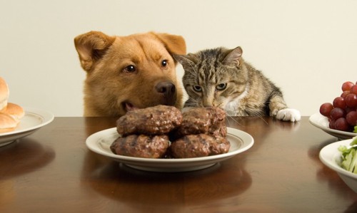 テーブルの上のハンバーグを見つめる犬と猫