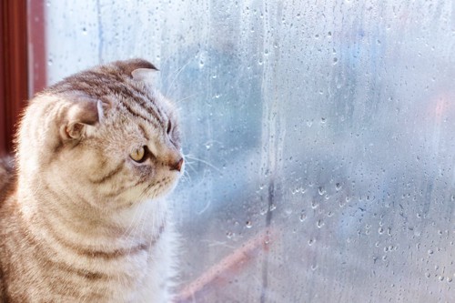 窓の外の雨を見つめる猫