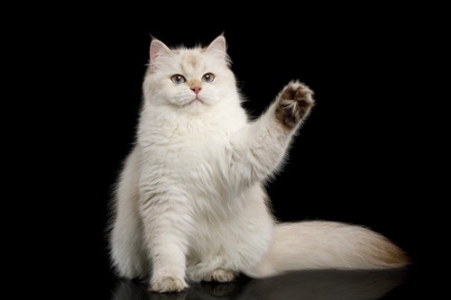 左前肢を挙げる白い長毛猫