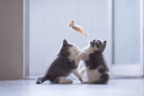 遊ぶ子猫たち