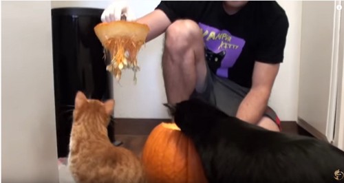 かぼちゃをくり抜く男性と2匹の猫