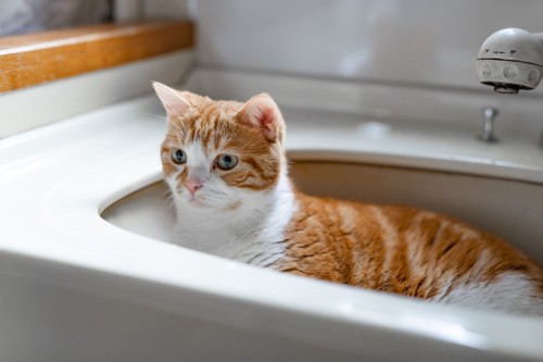 洗面台に入っている猫