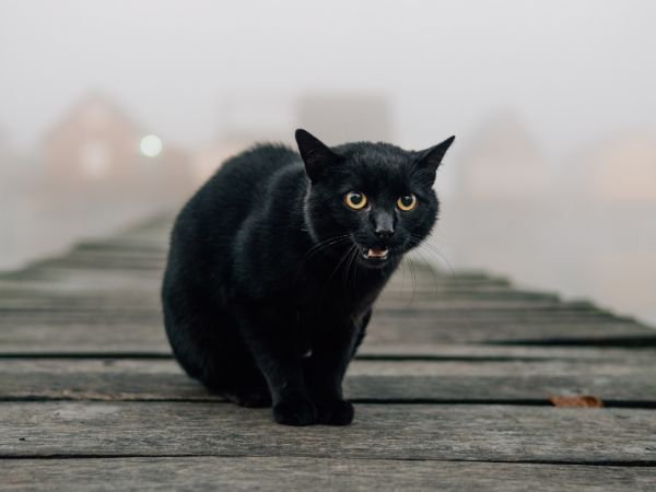 おすわりして鳴く黒猫
