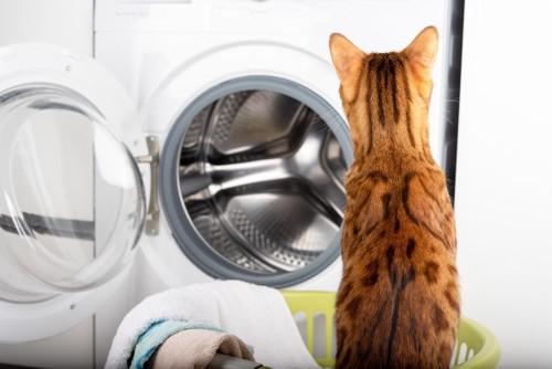 洗濯機が気になる猫