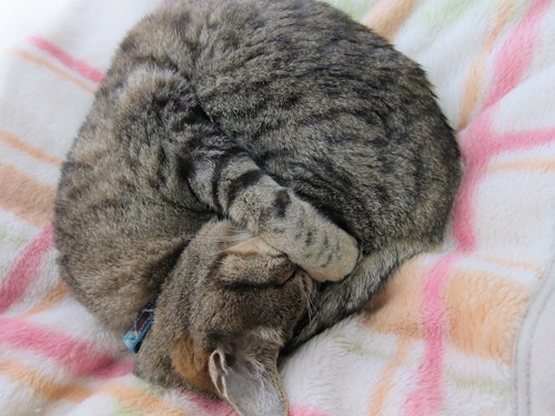 毛布の上で丸まって眠る猫