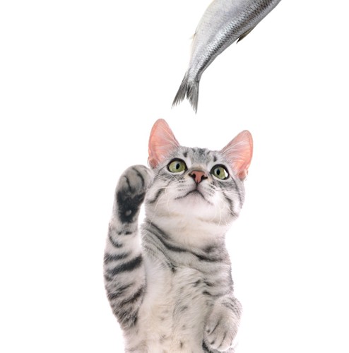 魚を捕まえようとする猫
