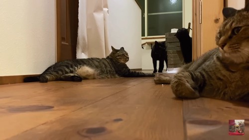 猫4匹が集合